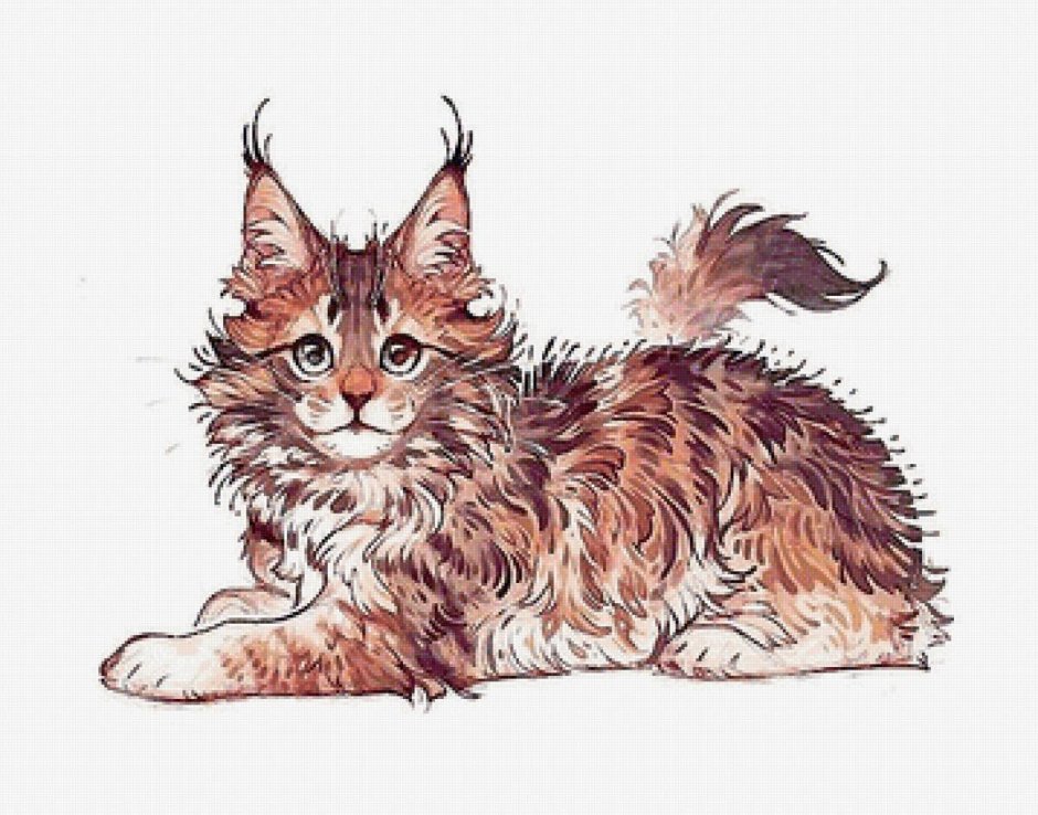 Кот Мейн кун с человеком