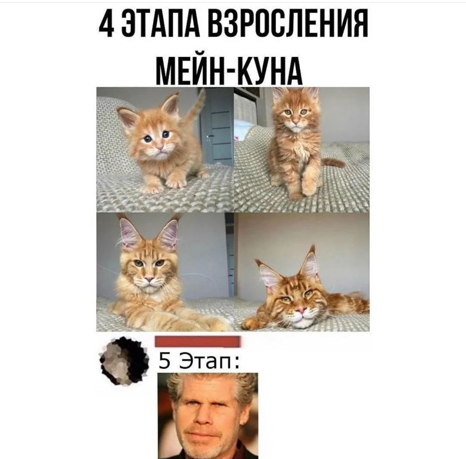Мейн кун каджит