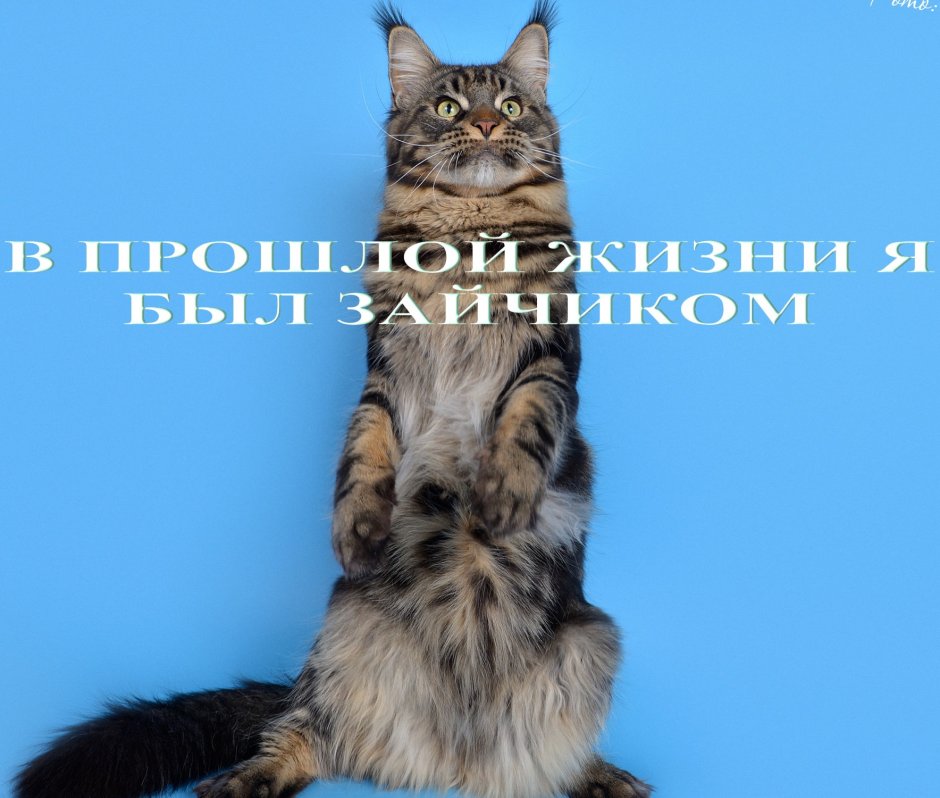 Мейн кун Гремлин