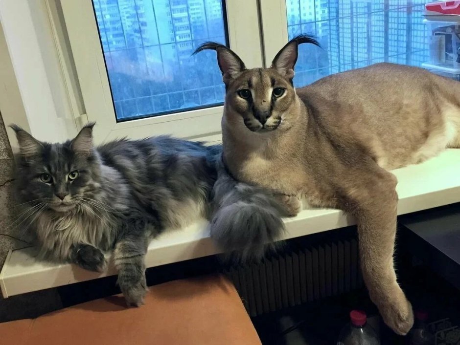 Большой кот Мейн кун