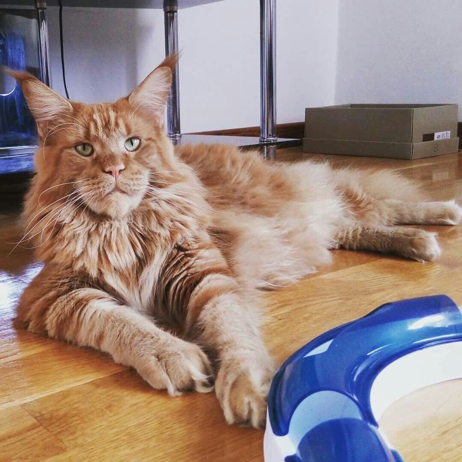 Большой рыжий кот Мейн кун