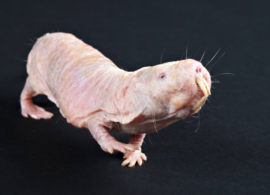 Голый землекоп (Heterocephalus Glaber)