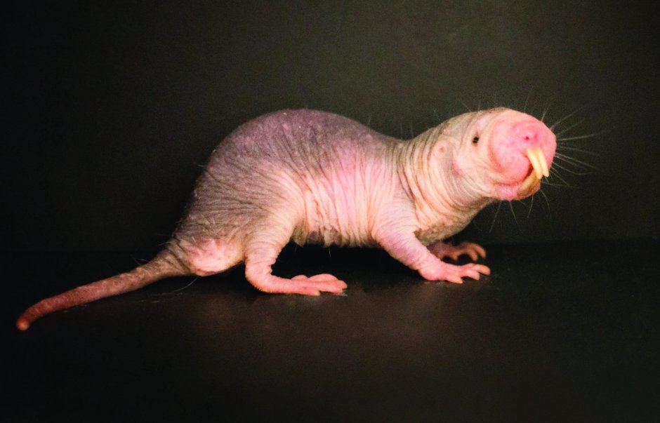 Голый землекоп (Heterocephalus Glaber)