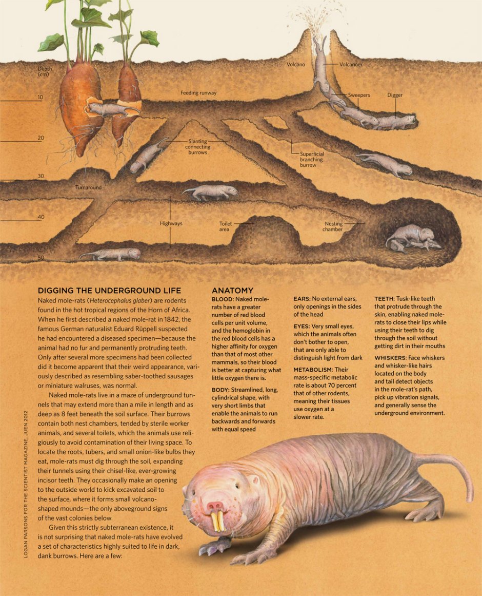 Голый землекоп (Heterocephalus Glaber)