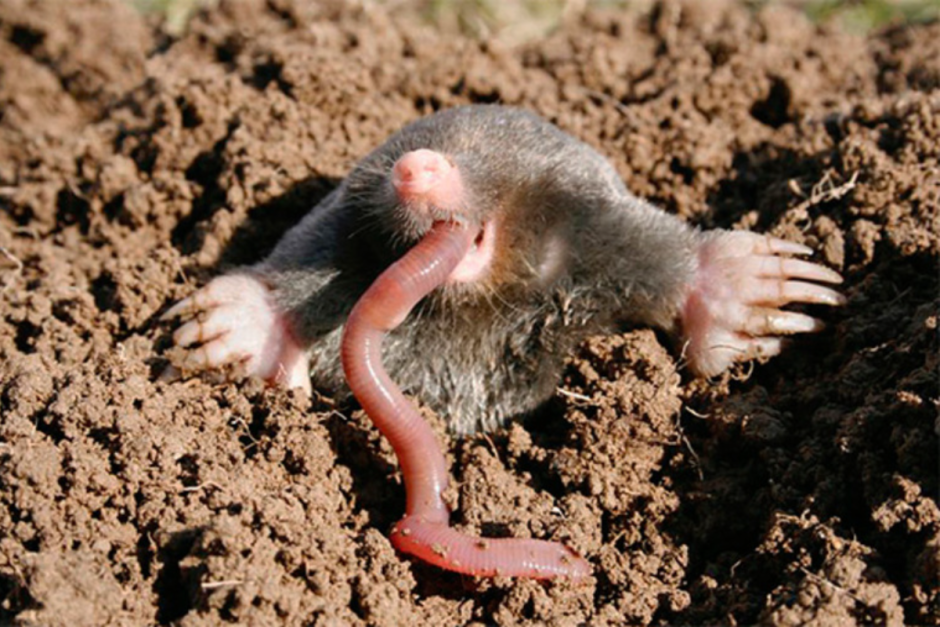 Голый землекоп (Heterocephalus Glaber)