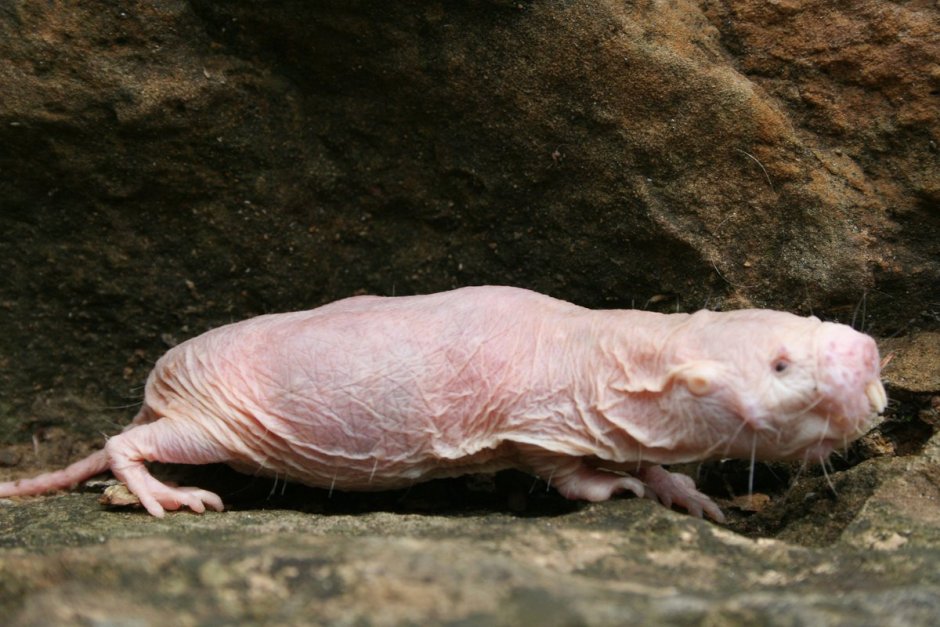 Голый землекоп (Heterocephalus Glaber)