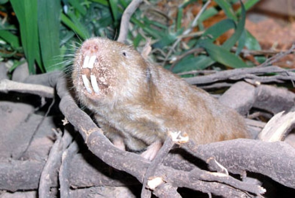 Голый землекоп (Heterocephalus Glaber)