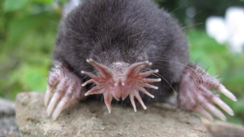 Голый землекоп (Heterocephalus Glaber)