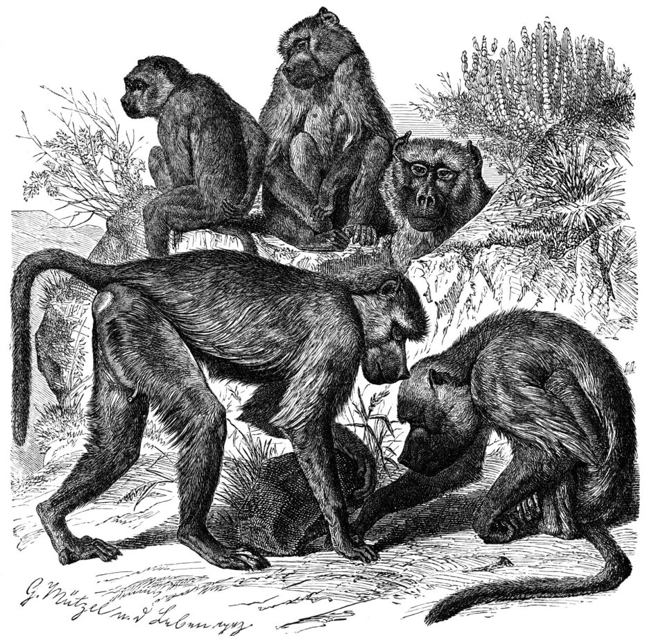 Papio cynocephalus