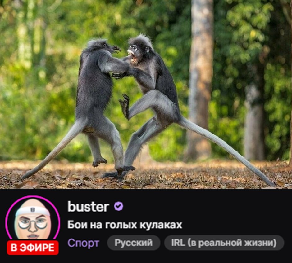 Две обезьяны дерутся