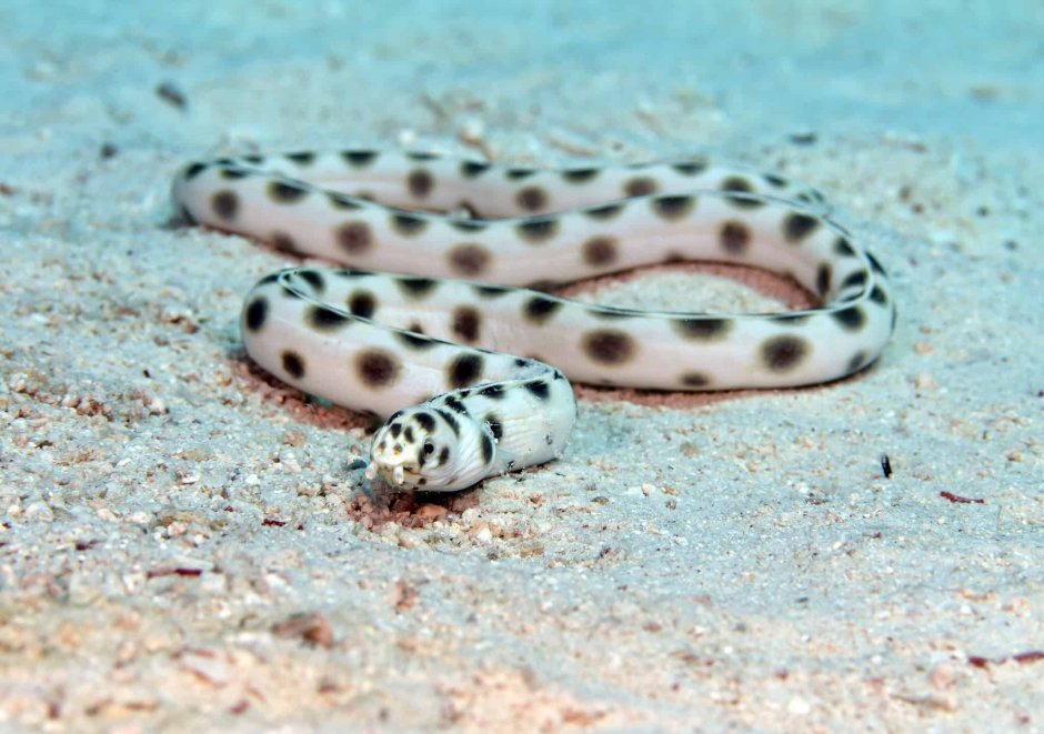 Myrichthys maculosus