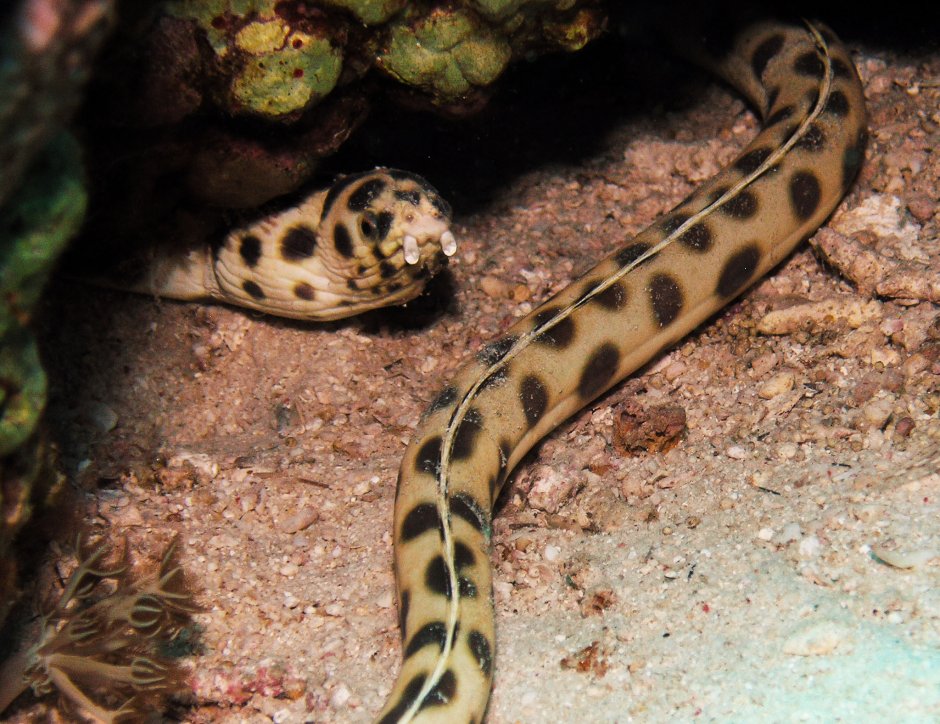 Spotted Snake eel