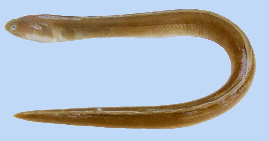 Ophichthus polyophthalmus