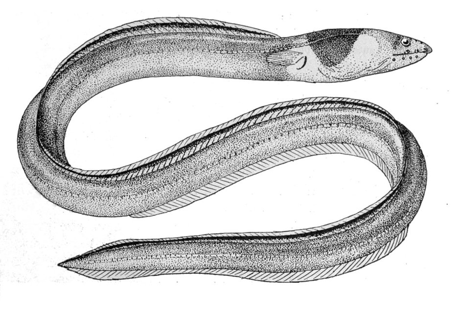 Ophichthus polyophthalmus