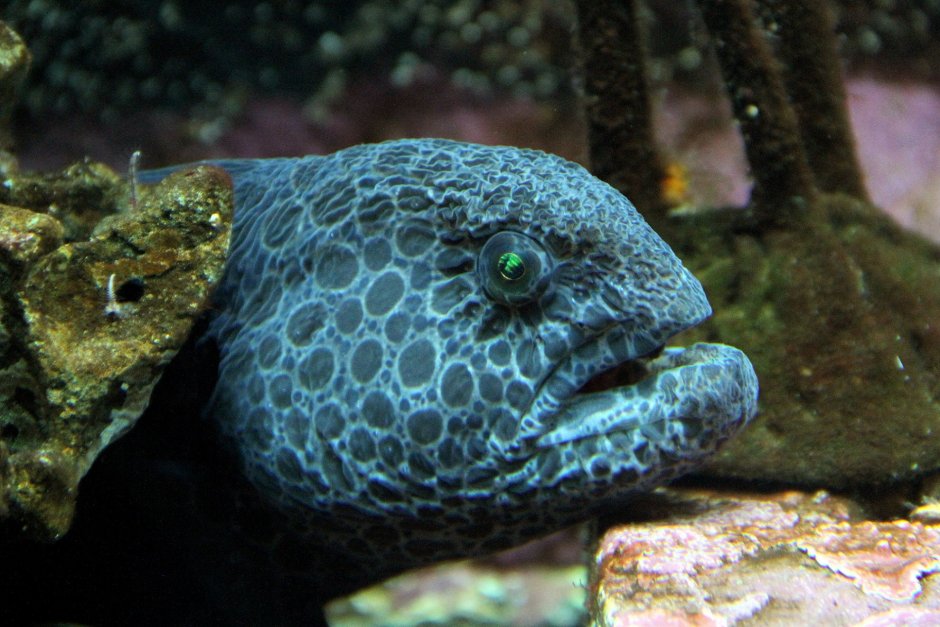 Eel животное