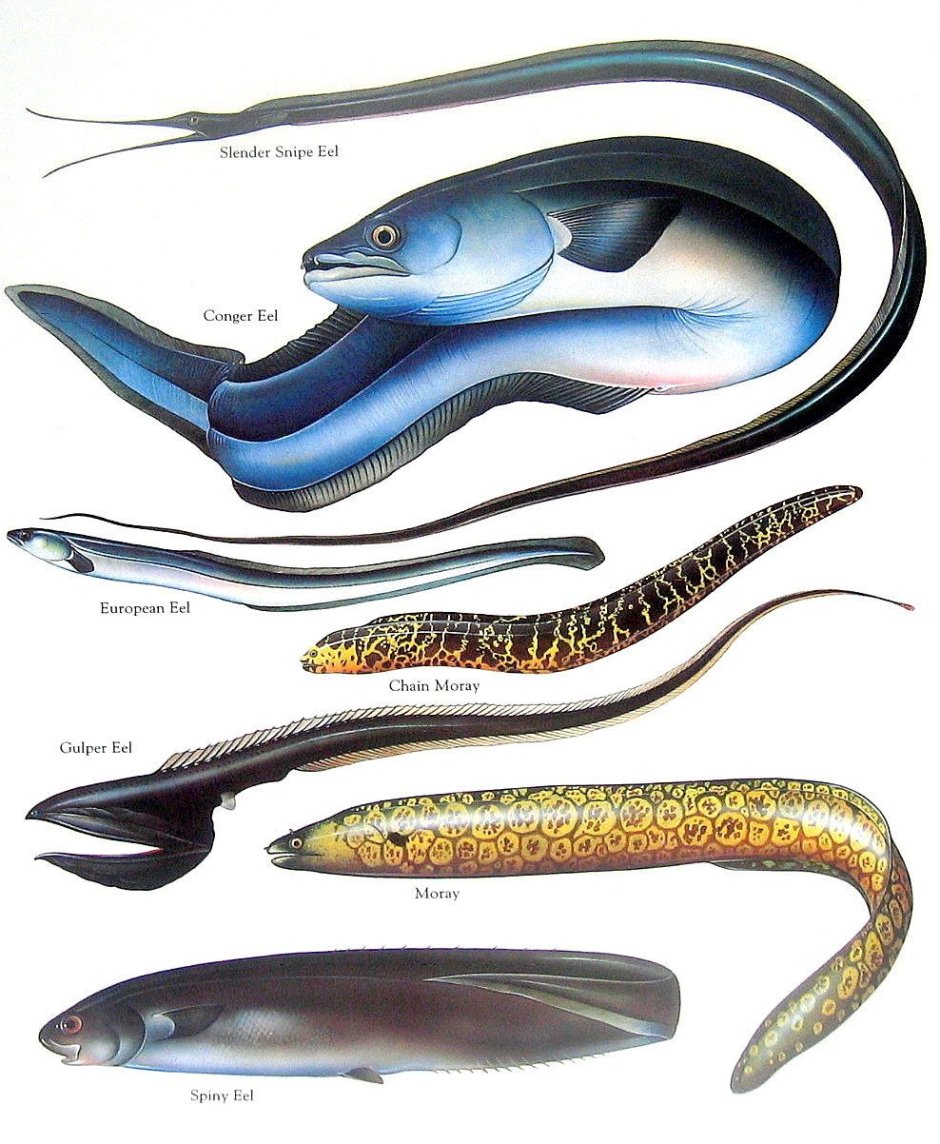 Морской угорь Conger Conger
