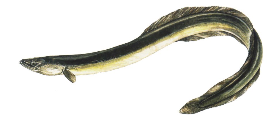 Anguilla Anguilla (Linnaeus, 1758)