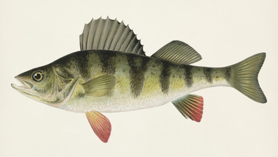 Рыба Yellow Perch