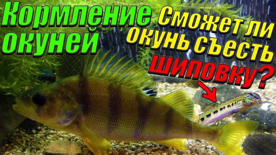 Кормление окуня в аквариуме