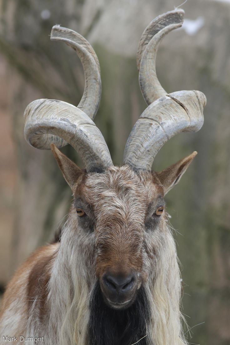 Козёл с рогами