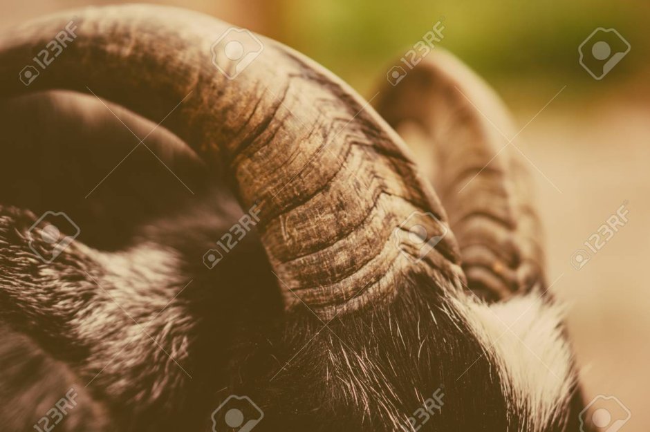 Рог козы в разрезе