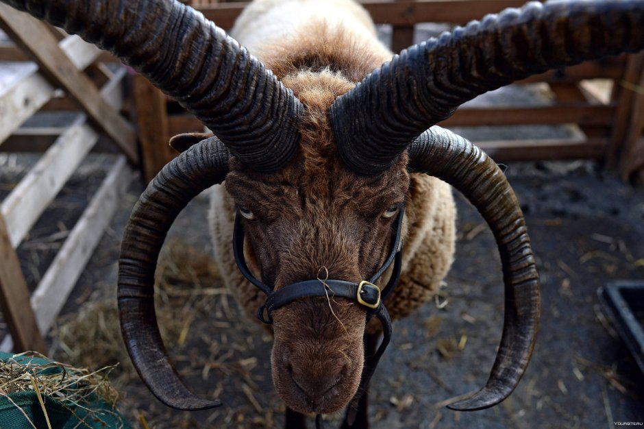 Мэнский лохтан