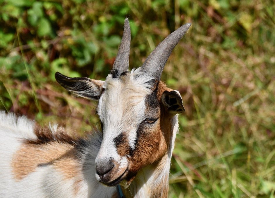 Нубийские козы с рогами