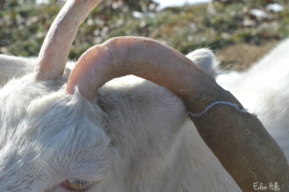 Рога маленькие у козлят