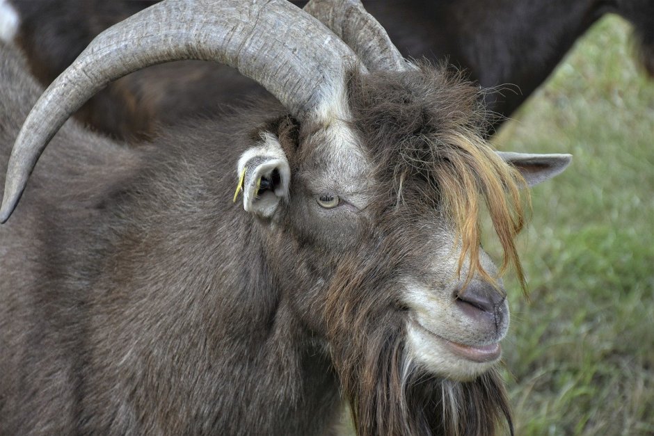 Нубийский козел рогатый
