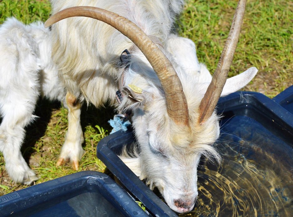 Козел Билли