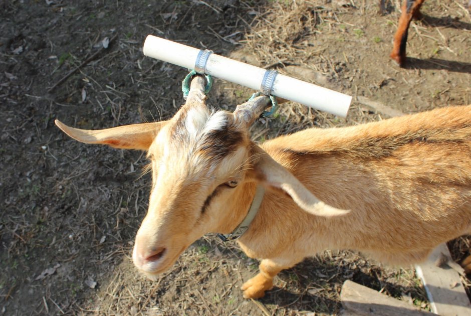 Колпачки на рога для коров