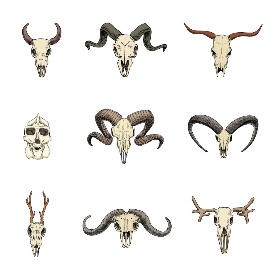 Рога барана анатомия