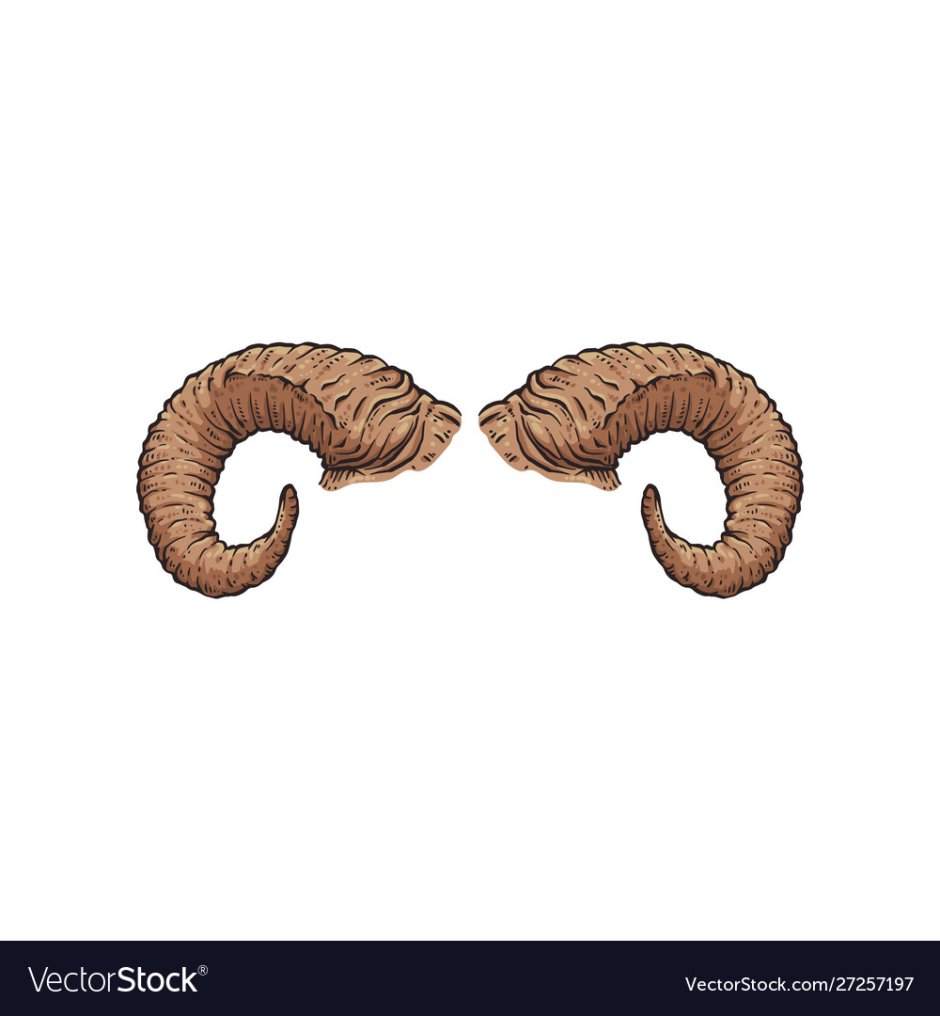 Бараньи рога для рисования