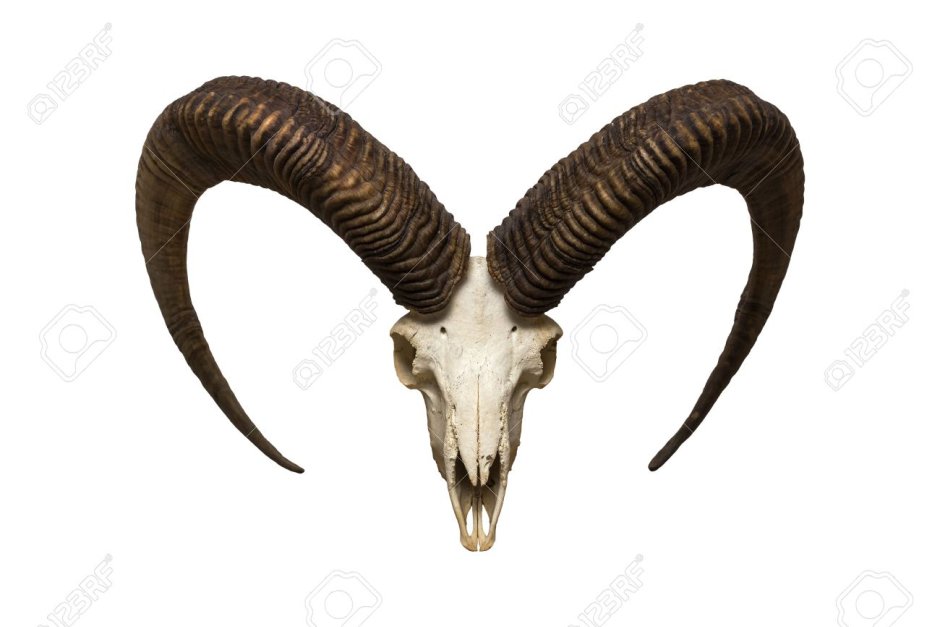 Рог барана фон