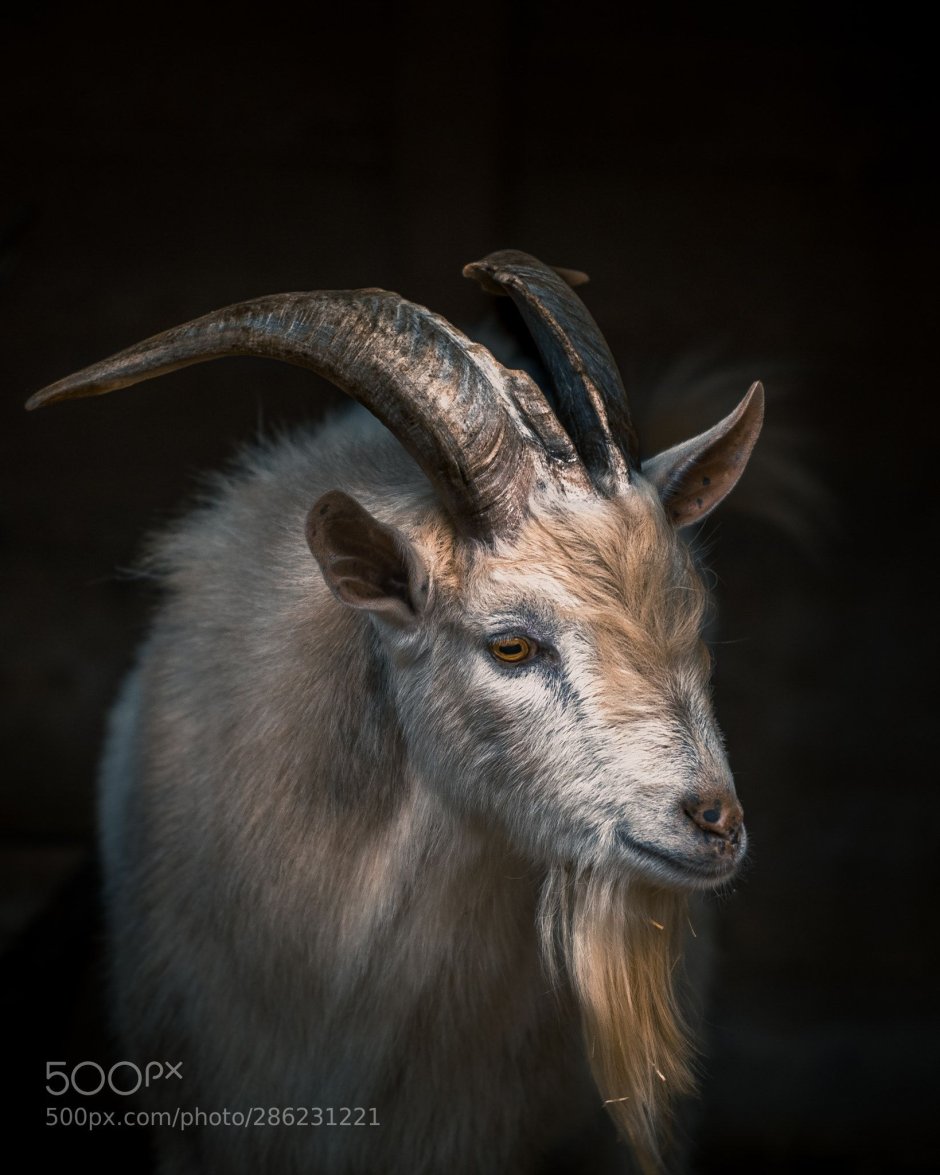 Морда козы