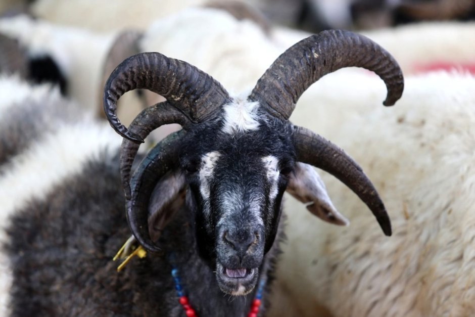 Мэнский лохтан 6 Рогов