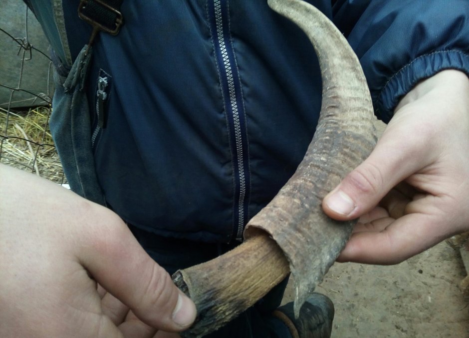 Рог из козьих Рогов