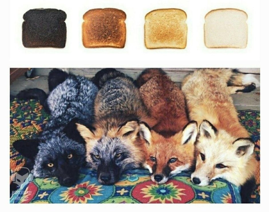 Лисы разных окрасов