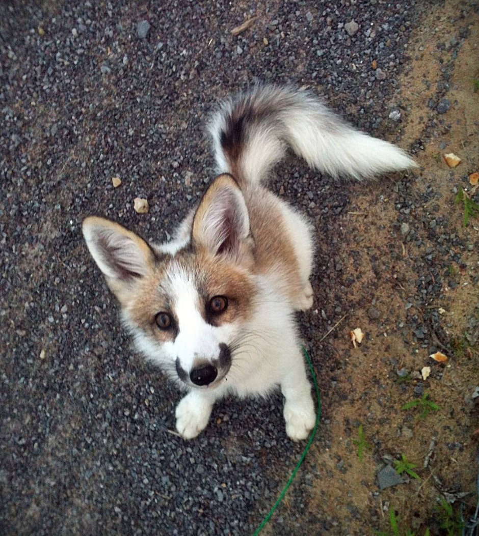 Мраморная лиса (Marble Fox)