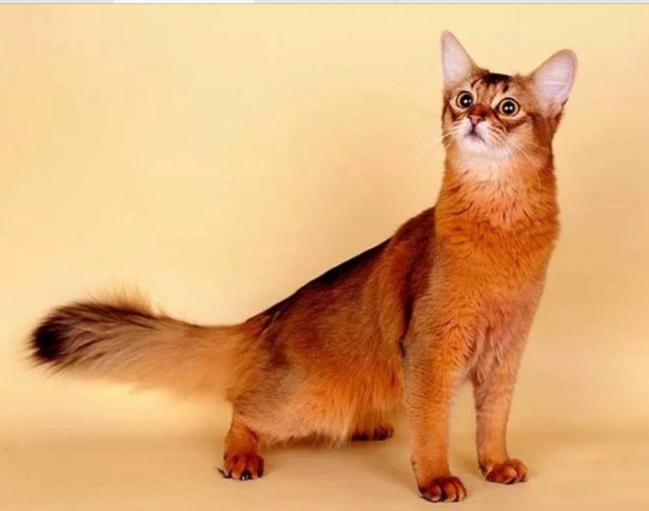 Абиссинская и Сомалийская кошка