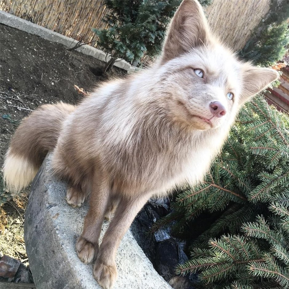 Домашняя лиса Колликот
