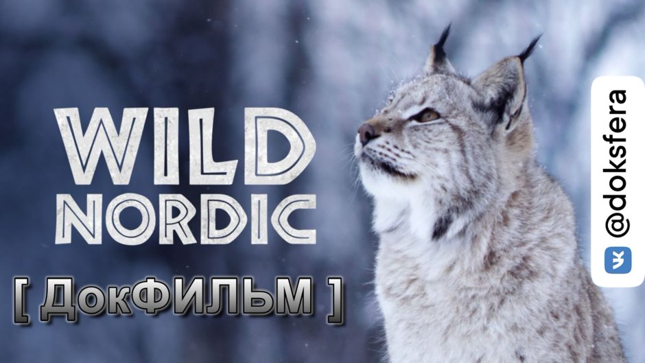 Дикая Скандинавия 2019