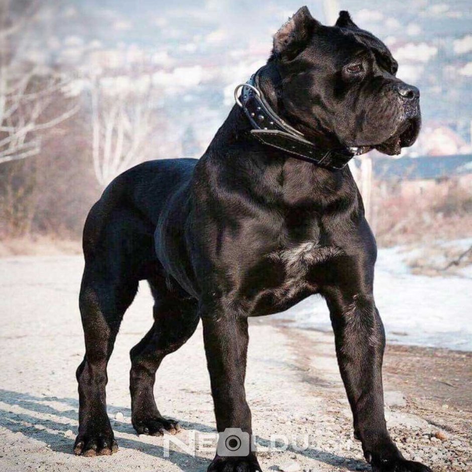 Кане Корсо белый