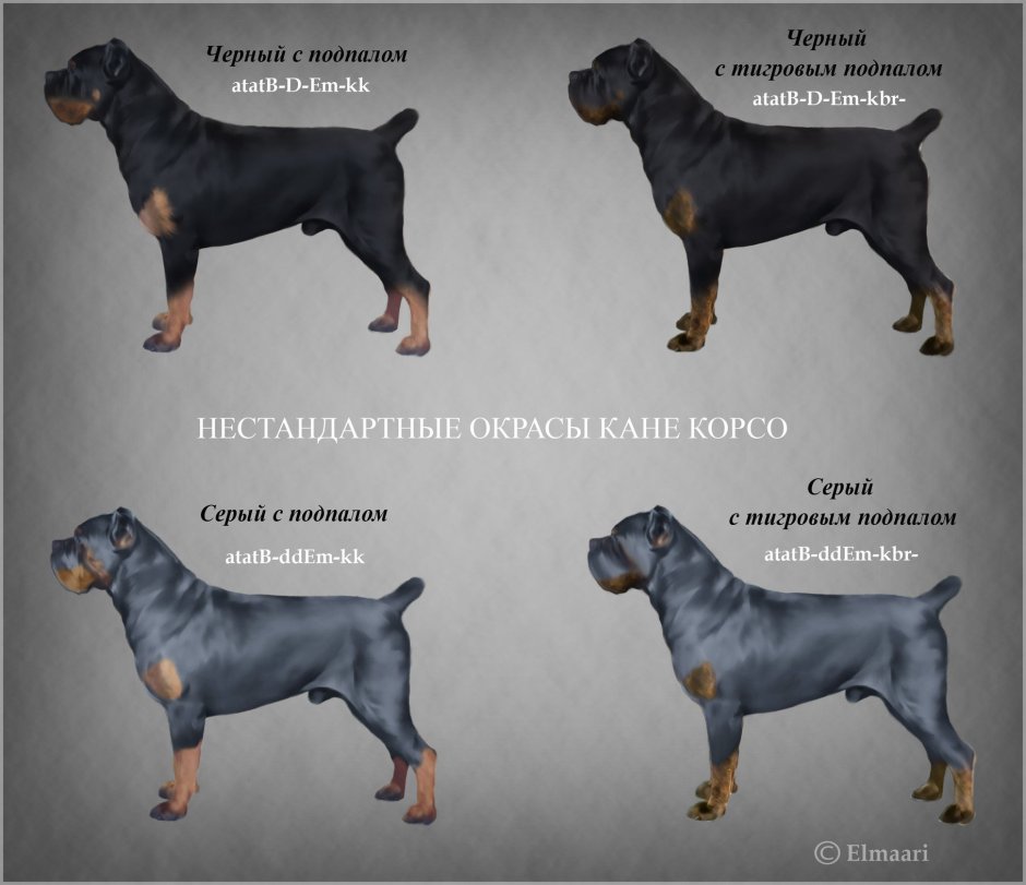 Окрасы Кане Корсо стандарты