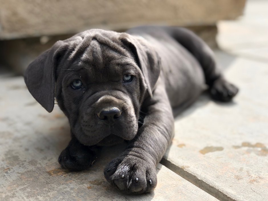 Cane Corso Puppy