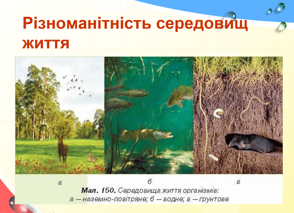 Среды жизни фото