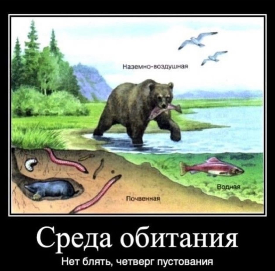 Медведь среда обитания наземно воздушная
