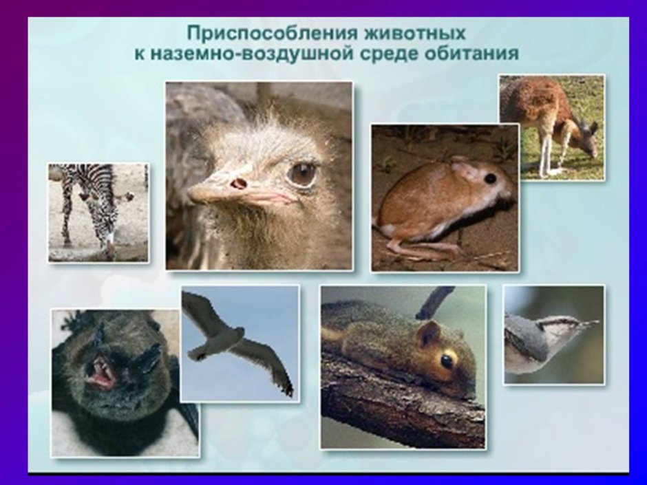 Приспособление животных к среде