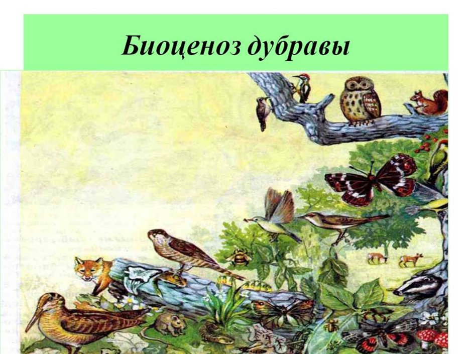 Обитателив однйос Реды