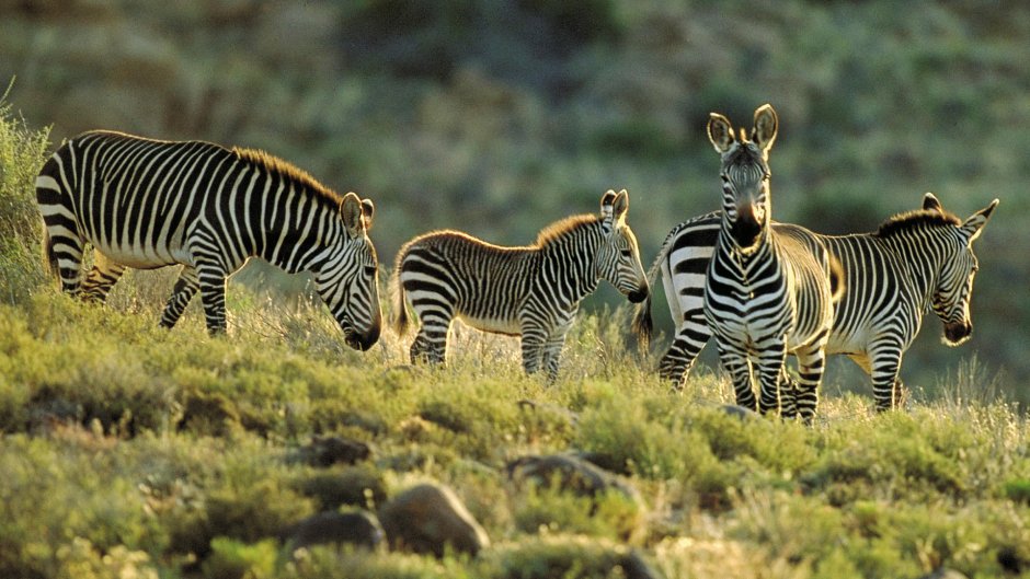 Mountain Zebra National Park
